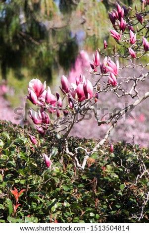 magnolia flowers in NSW Australia
