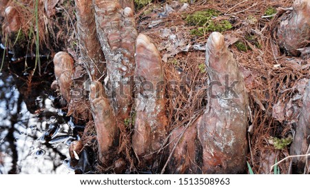 Taxodium distichum (bald cypress)  cypress knees near pond water