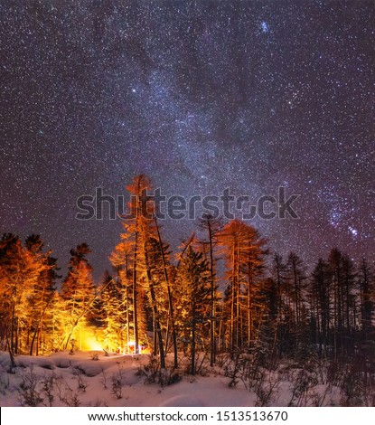 starry night in the forest in winter