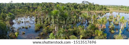 Aerial panorama of an Amazon lagoon with palm trees around and in water, natural island in a agricultural area, environmental protection, San Jose do Rio Claro, Mato Grosso, Brazil