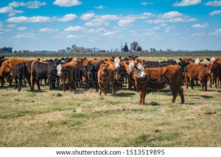 Cows looking at the camera in green field and blue sky