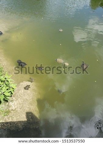 turtles in natural lake swimming 