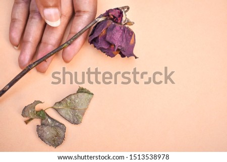 Dried rose isolated on pink background.