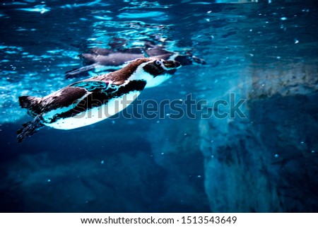 The penguin which swims in water