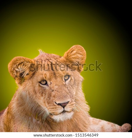 Digitally enhanced image of a Lioness in the grass, Photographed in Masai Mara, Kenya