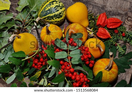 Autumn harvest pumpkin with rowan berries outdoors. Autumn composition. Thanksgiving day and Halloween concept. Top view