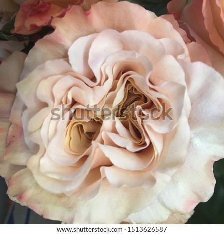 Close up of beautiful peony shimmer roses of tender light pink and pale peach color