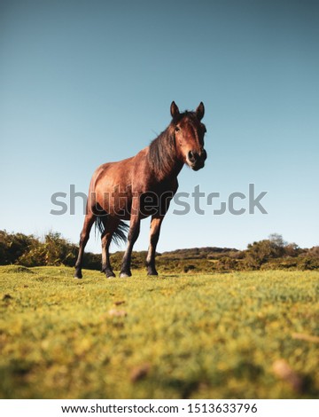 Dartmoor Horse in Devon, England on a summers day