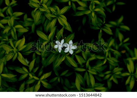 Jasmine Flower in beautiful nature dark background 