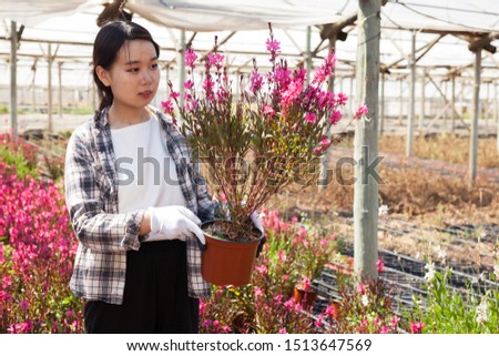 Portrait of florist with flowers Oenothera lindheimeri in greenhouse