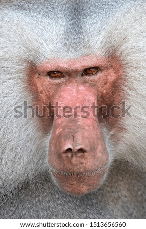 Close up portrait of an adult Male Hamadryas Baboon