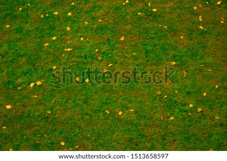 Autumn blurred background. orange-yellow leaves on green grass