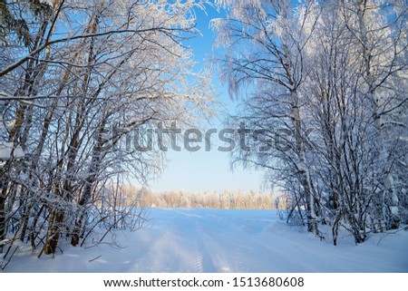 White road in a winter forest with snow covered trees in a sunny day. White landscape in a cold day