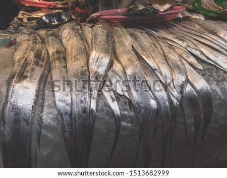 famous Jeju hairtail fish on display for sale at Jeju Dongmun market Royalty-Free Stock Photo #1513682999