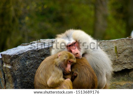 a closeup portrait of a colorful yellow white grey monkey ape sacred baboon Papio hamadryas primate family male female kid baby sitting in the zoo