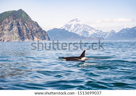 Killer whales in Pacific ocean