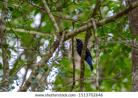 Asian Fairy-bluebird on the branches. / Fairy blue bird in the jungle.