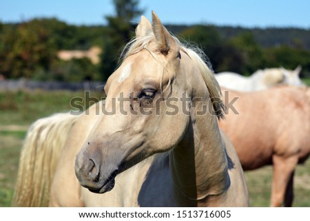 Beautiful horse on pasture in autumn