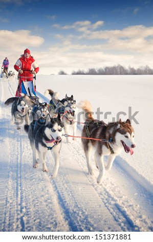 Woman musher hiding behind sleigh at sled dog race on snow in winter Royalty-Free Stock Photo #151371881