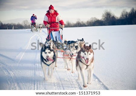 Woman musher hiding behind sleigh at sled dog race on snow in winter Royalty-Free Stock Photo #151371953