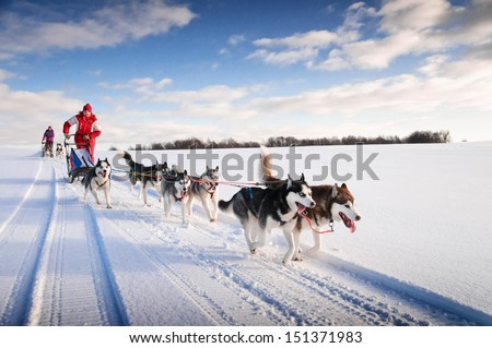 Woman musher hiding behind sleigh at sled dog race on snow in winter Royalty-Free Stock Photo #151371983