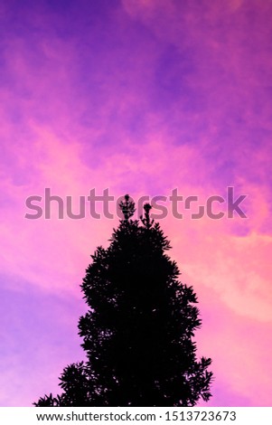 Pine silhouette behind the purple sky