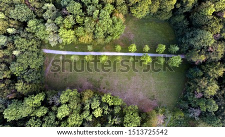 Plantation of trees. Top down aerial view.