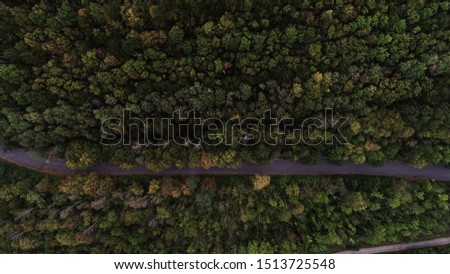 Plantation of trees. Top down aerial view.