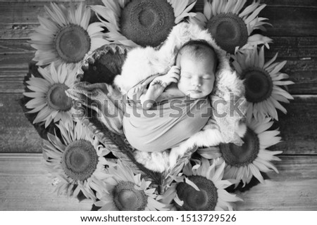newborn baby sleeping in a wooden heart shaped bowl on sunflower background black and white picture