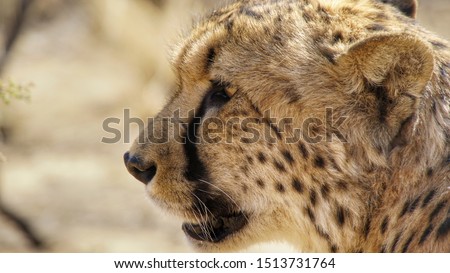 In this picture i got a nice profile shot of a cheetah, i took it at Namibia on a farm for rescuing injured or dangered preditor animals