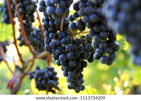 Blue grapes hang from the stem in the sun