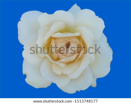 A beautiful picture with a garden white rose