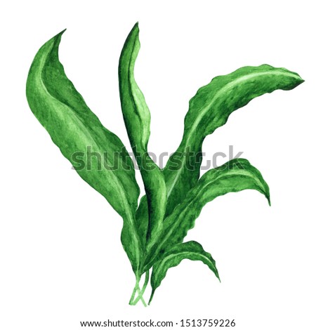 Watercolor seaweed, green plant, leaves isolated on white background. Hand painting on paper