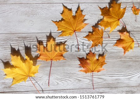 Yellow fall maple leaves on white wooden table.  Welcome Autumn concept. September, October, November, thanksgiving