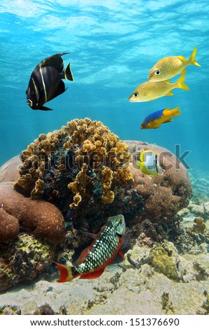 Coral and reef fish with water surface in background, Caribbean sea, Colombia