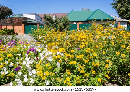 A lot of bright flowers in the flowerbed by a rural road in a small town in southern Russia.