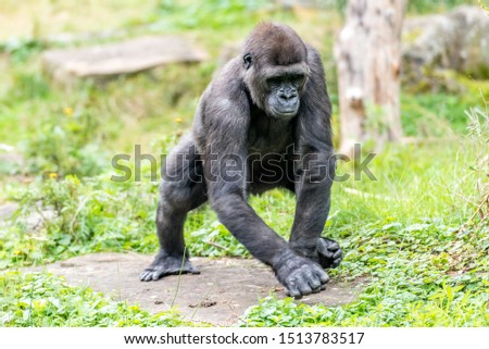gorilla stands on a stone and moves back and forth