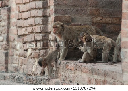 Family of monkeys in the Lopburi temple, Thailand