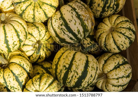 Many colorful pumpkins to eat and decorate at a farmers market in Schleswig-Holstein