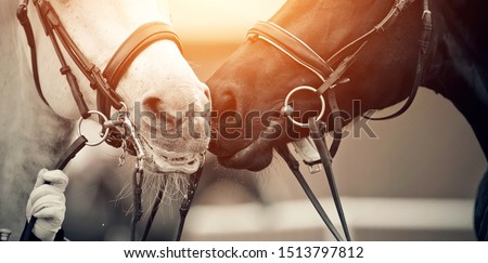 Muzzles two sports horses, black and a white, in bridles. Dressage of horses. Equestrian sport.
 Royalty-Free Stock Photo #1513797812