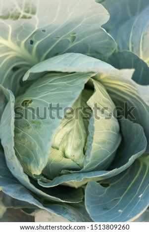 Macro photo head of cabbage in the garden. Photo nature green fresh cabbage in garden. Growing vegetable cabbage head