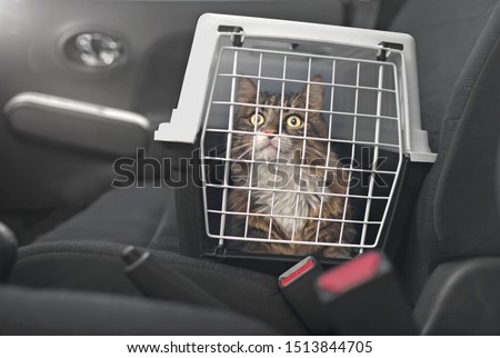 Cute Maine coon cat in a pet carrier stands on the passenger seat in a car.