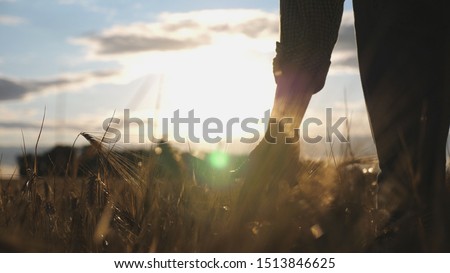 Close up of male hand moving over wheat growing on the plantation. Young man walking through the barley field and gently stroking golden ears of crop. Sunlight at background. Rear view Slow motion Royalty-Free Stock Photo #1513846625