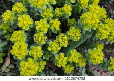 

Green flowers of Myrtle Euphorbia "Euphorbia myrsinites", the myrtle spurge, blue spurge or broad-leaved glaucous-spurge. Selective focus Royalty-Free Stock Photo #1513874702