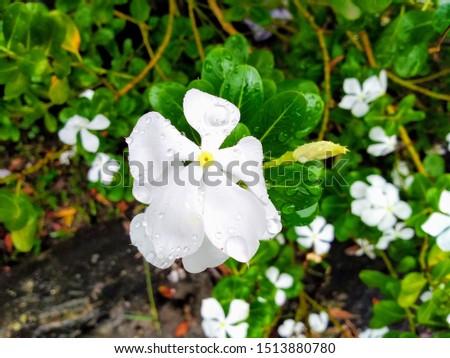 This is a picture of the Periwinkle flower