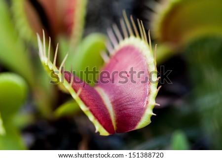 Native venus flytrap in the wild