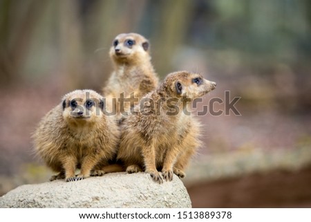 Three Meerkats on the lookout
