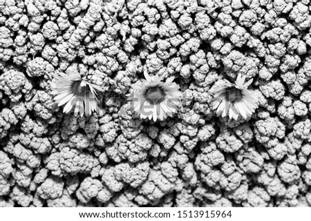 Abstract background with flowers 
daisy. Black and white curly petals daisy. Masterpiece of designing art. Artistic design. Rough surface. Space for text. 