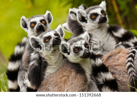 ring-tailed lemur (lemur catta)  Royalty-Free Stock Photo #151392668