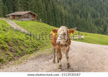 A dairy cow on the road, Ellmau, Austria.